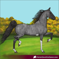 Horse Color:Smoky Blue Roan Tobiano