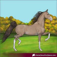 Horse Color:Classic Champagne Splash 