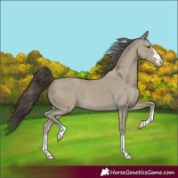 Horse Color:Classic Cream Champagne 