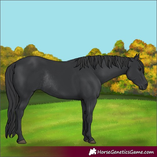 Horse Color:Black Rabicano 