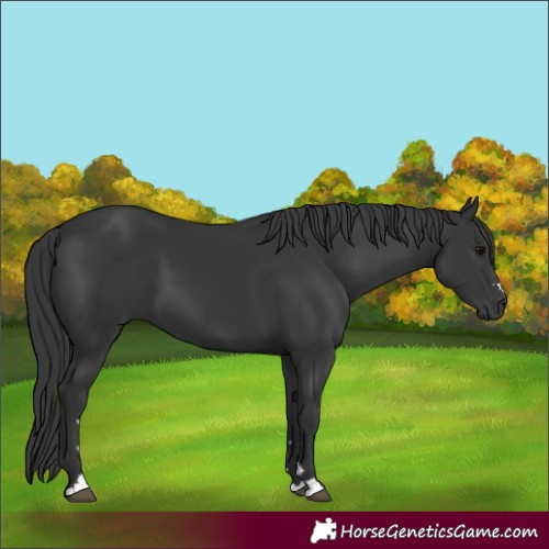 Horse Color:Black 