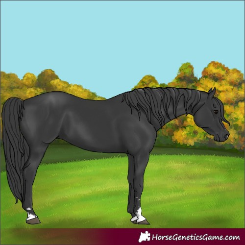 Horse Color:Black 