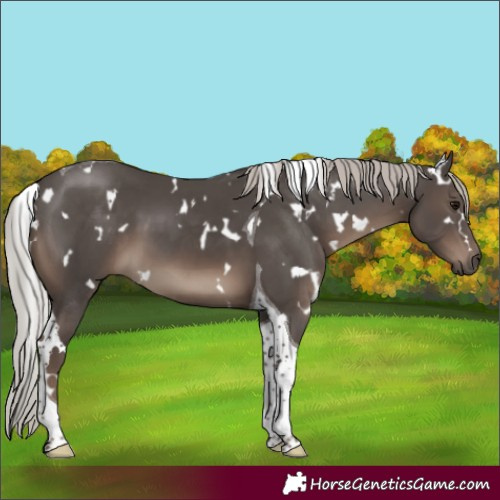 Horse Color:White Spotted Silver Black Tobiano 