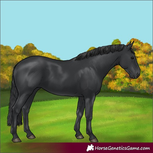 Horse Color:Black Rabicano 