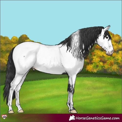 Horse Color:Black Near Fewspot 