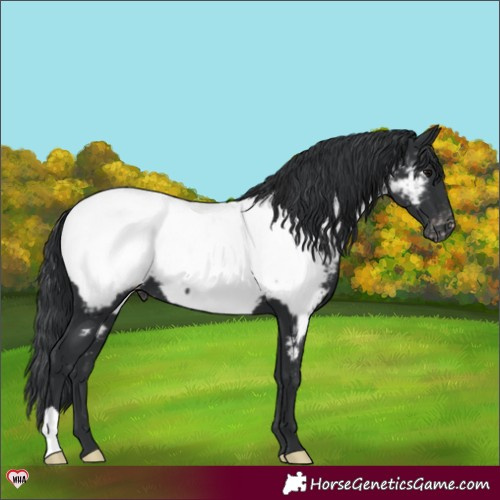 Horse Color:Black Appaloosa 