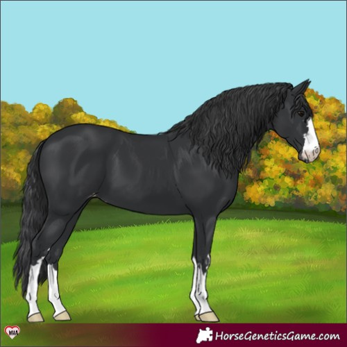 Horse Color:Black Appaloosa 