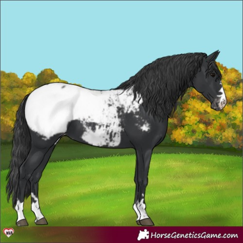 Horse Color:Black Appaloosa 