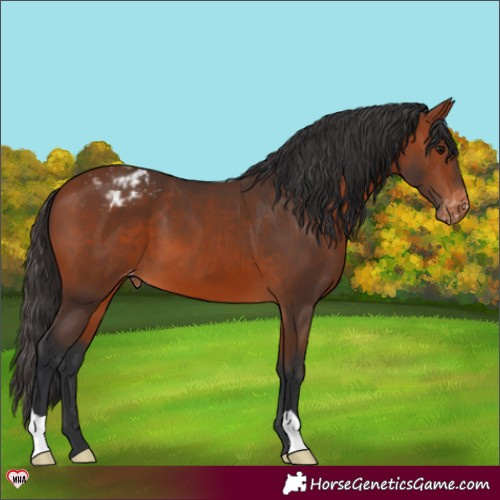 Horse Color:Bay Appaloosa 