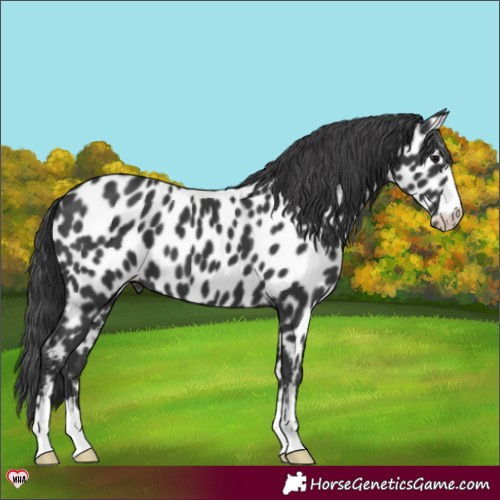 Horse Color:Black Near Leopard 