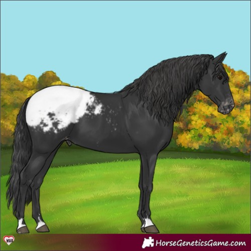 Horse Color:Black Appaloosa 