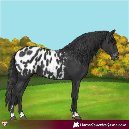 Horse Color:Black Appaloosa 