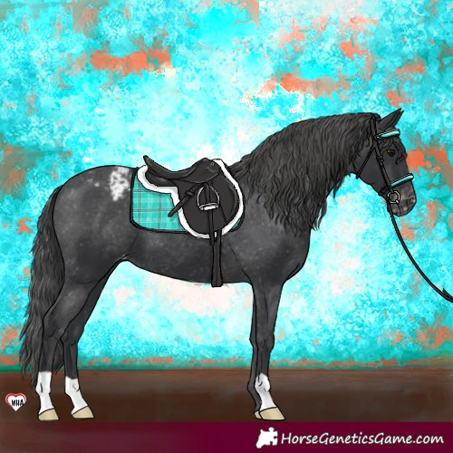 Horse Color:Black Appaloosa 
