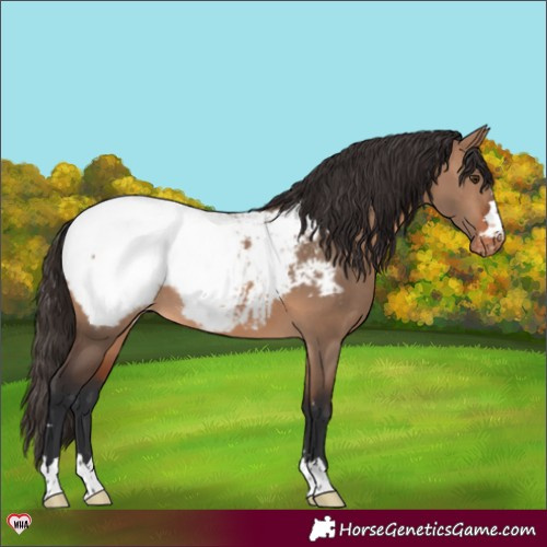 Horse Color:Brown Dun Appaloosa 