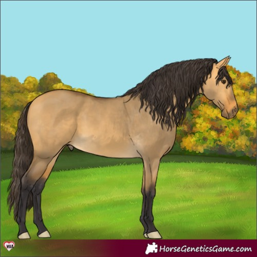 Horse Color:Buckskin Dun 