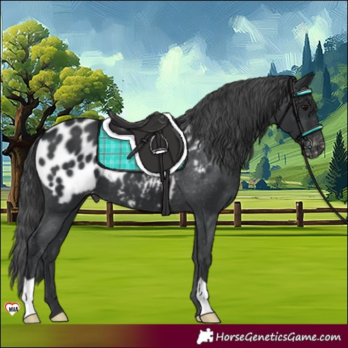 Horse Color:Black Appaloosa 