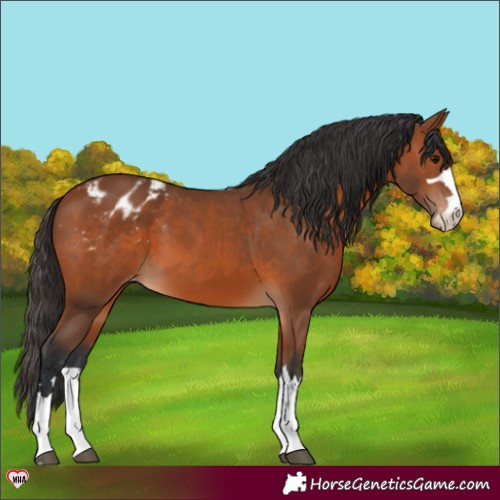 Horse Color:Bay Appaloosa 
