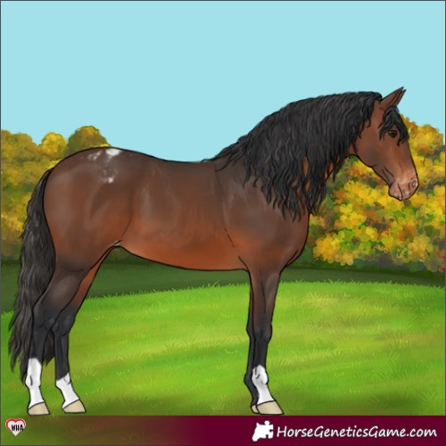 Horse Color:Brown Appaloosa 