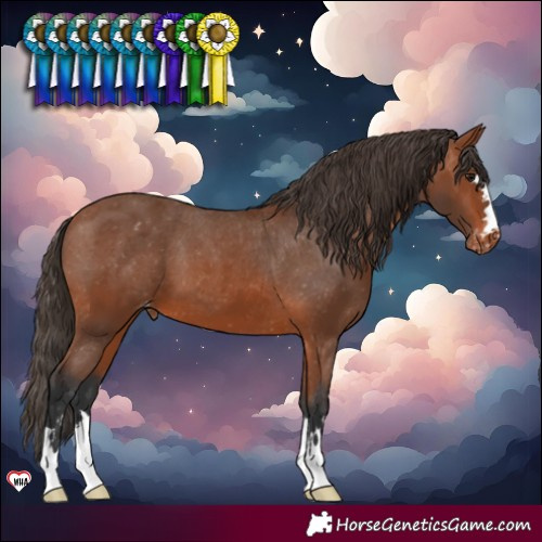 Horse Color:Bay Varnish 