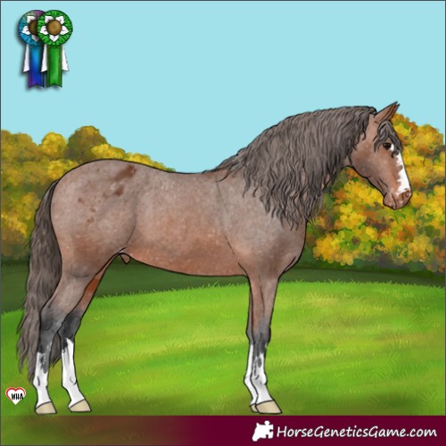 Horse Color:Bay Varnish 