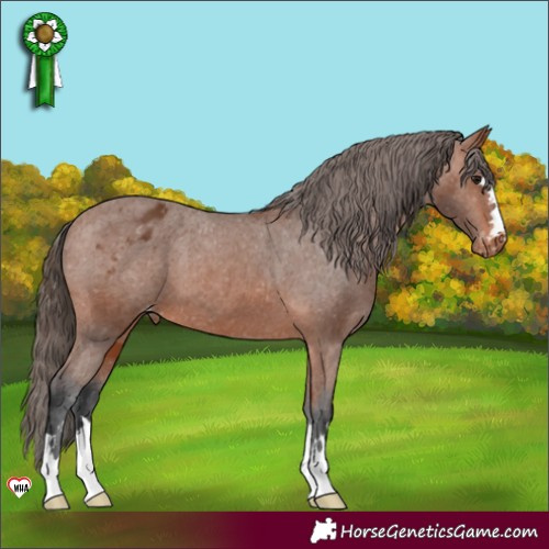 Horse Color:Bay Appaloosa 