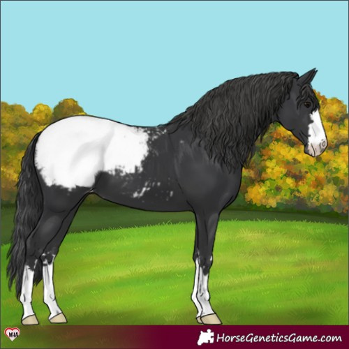 Horse Color:Black Appaloosa 