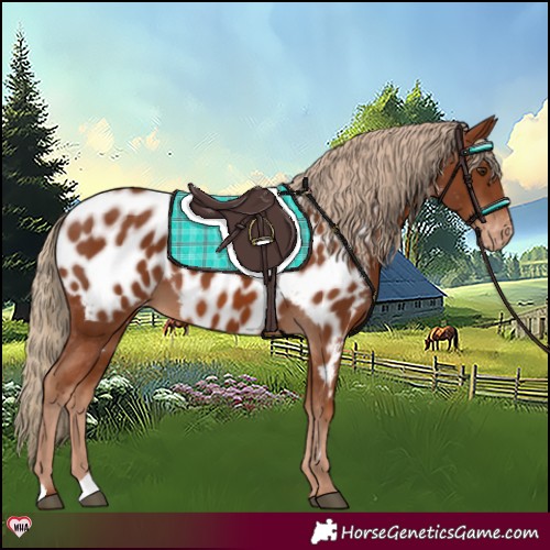 Horse Color:Chestnut Near Leopard 