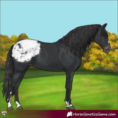 Horse Color:Black Appaloosa 