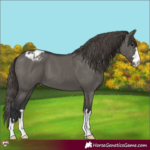 Horse Color:Grullo Varnish 