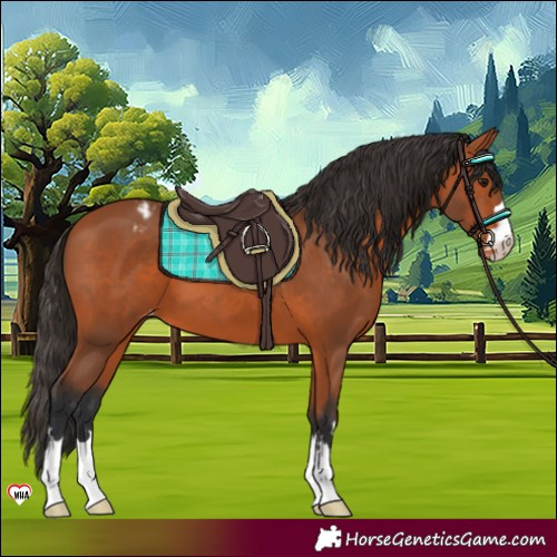 Horse Color:Bay Appaloosa 