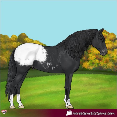 Horse Color:Black Appaloosa 