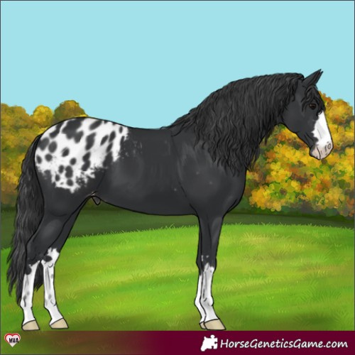 Horse Color:Black Appaloosa 