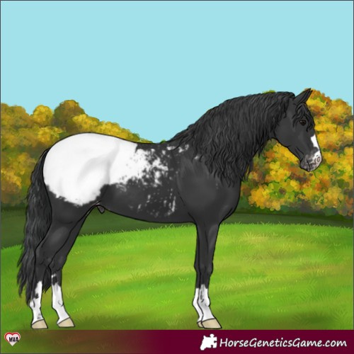 Horse Color:Black Appaloosa 