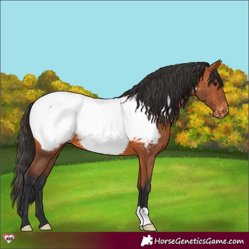Horse Color:Bay Appaloosa 