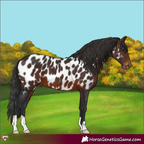 Horse Color:Brown Appaloosa 