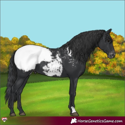 Horse Color:Black Appaloosa 