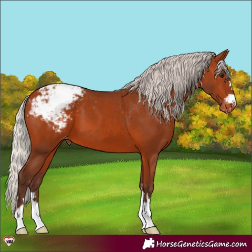 Horse Color:Silver Bay Appaloosa 