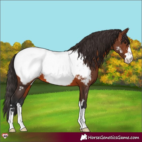 Horse Color:Brown Appaloosa 