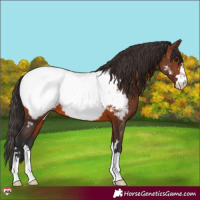 Horse Color:Brown Appaloosa 