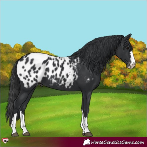 Horse Color:Black Appaloosa 