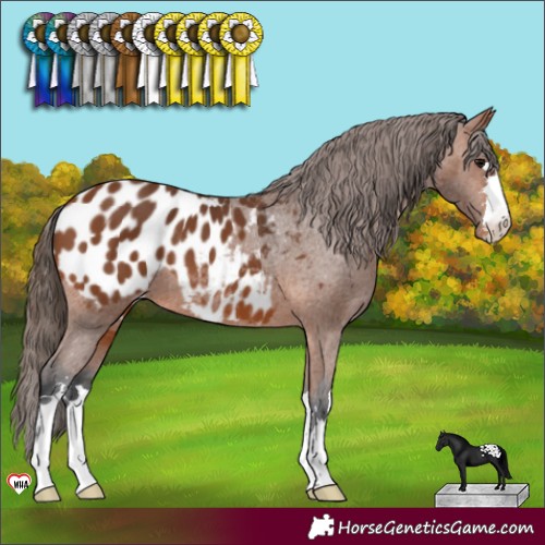 Horse Color:Bay Appaloosa 
