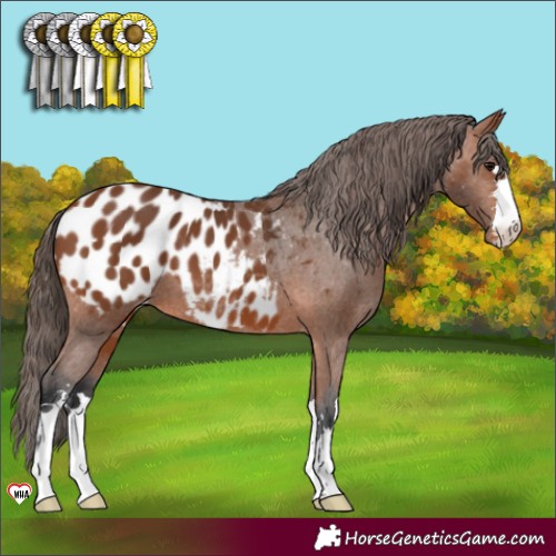 Horse Color:Bay Appaloosa 