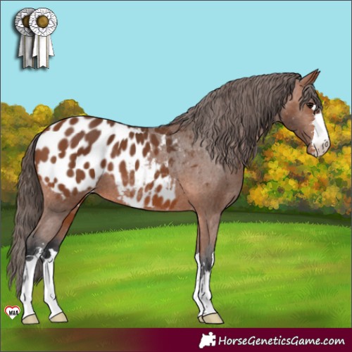 Horse Color:Bay Appaloosa 