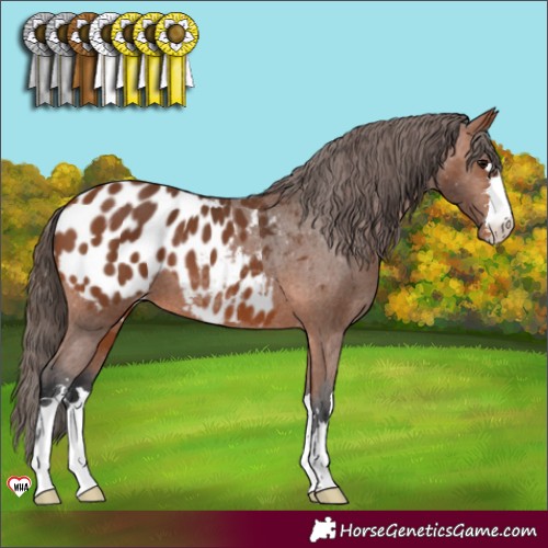 Horse Color:Bay Appaloosa 