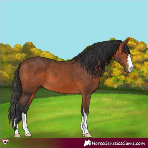 Horse Color:Bay 