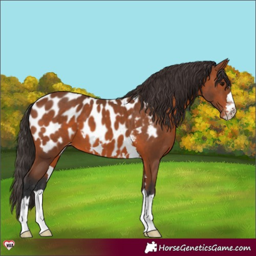 Horse Color:Bay Near Leopard 