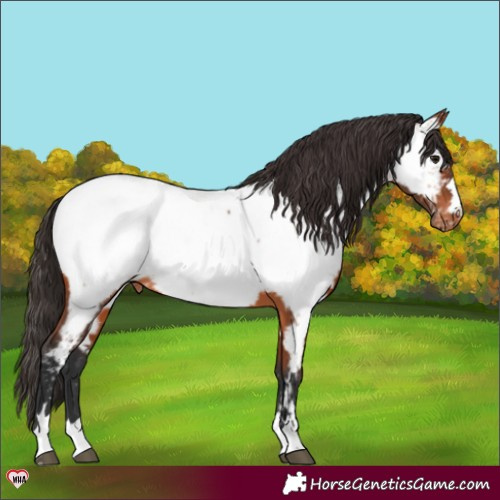 Horse Color:Bay Appaloosa 