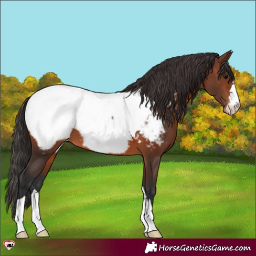 Horse Color:Brown Snowcap 