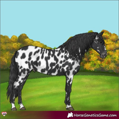 Horse Color:Black Near Leopard 