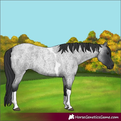 Horse Color:Blue Roan Tobiano 